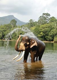 View of elephant in river