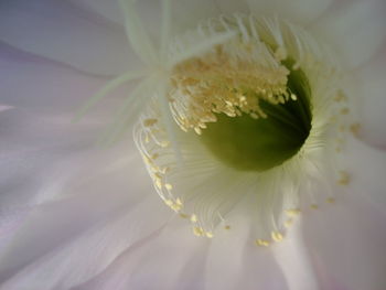 Extreme close-up of barrel cactus flower blooming outdoors