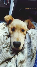 Close-up portrait of a dog