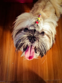 Close-up portrait of dog sticking out tongue