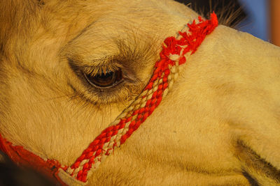 Close-up of horse