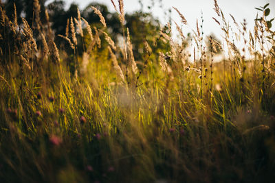 Close-up of grass on field against sky