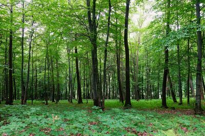 Trees growing in forest