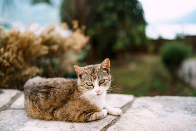 Portrait of a cat sitting outdoors