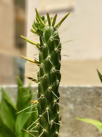 Close-up of prickly pear cactus