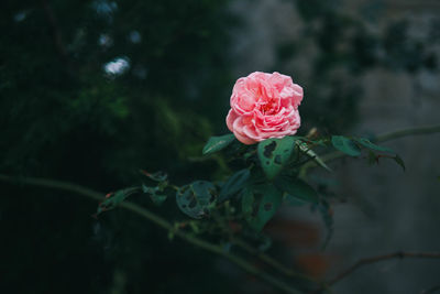 Close-up of pink rose