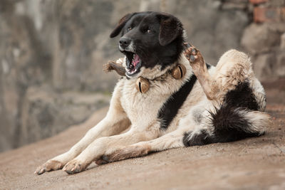 Close-up of a dog looking away