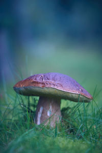 Close-up of fly agaric mushroom on field