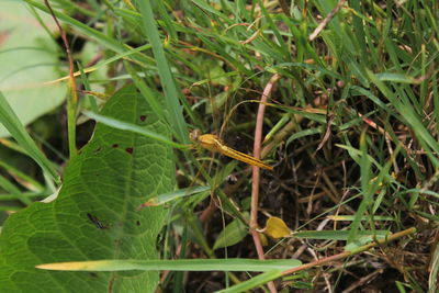 Close-up of insect on leaf