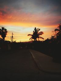 Palm trees at sunset