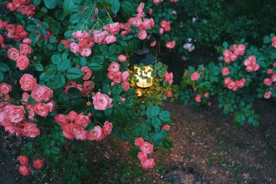 High angle view of pink flowering plants