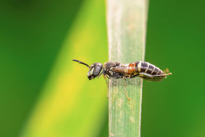 Close-up of insect on flower