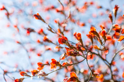 Close-up of leaves on branch