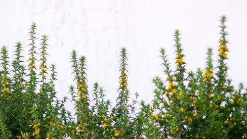Close-up of white flowering plants on field against sky