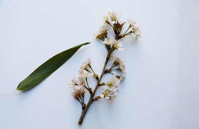 Close-up of white flowers