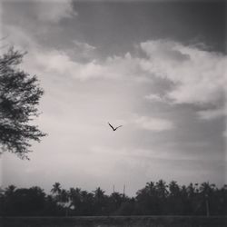 Low angle view of birds flying in sky