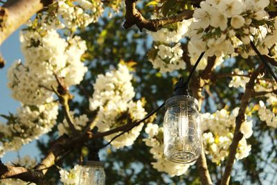 Low angle view of cherry blossom hanging on tree