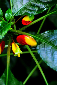 Close-up of insect on flower