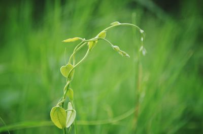 Close-up of plant