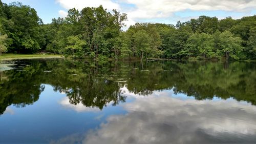 Reflection of trees in water