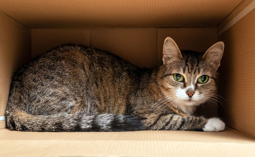 The european shorthair cat is sitting into a corrugated box and looking to the camera. 