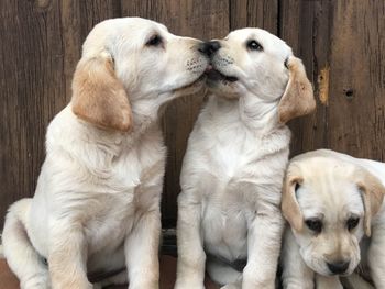 Close-up of two dogs