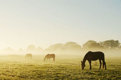 Horses grazing on field against clear sky during foggy weather