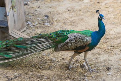 Close up of peacock wallking at the farm