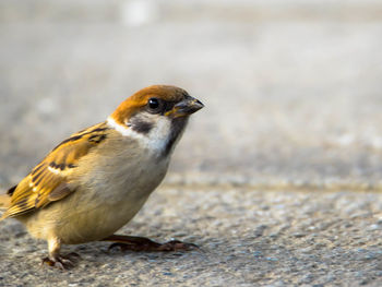 Close-up of bird against blurred background