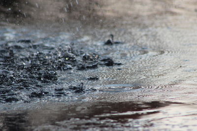 Close-up of wet shore