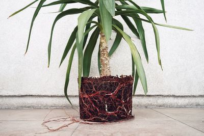 Close-up of potted plant against wall