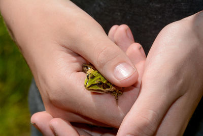 Child holds a small green water frog in his hands