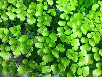 Full frame shot of fresh green leaves