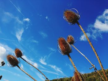 Low angle view of thistle against sky