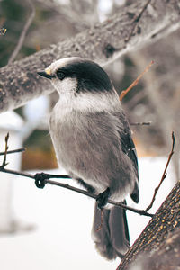 Close-up of bird perching on branch