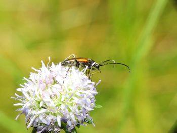 Close-up of butterfly pollinating on flower