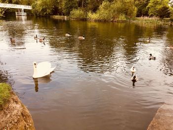 Swans swimming in lake