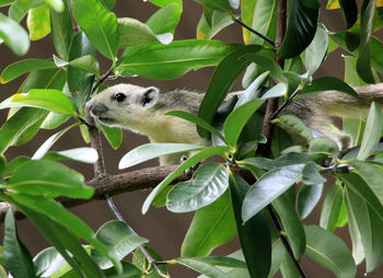 Close-up of lizard on tree