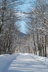 Snow covered road amidst trees during winter