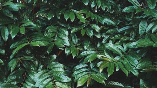 Full frame shot of leaves