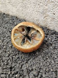High angle view of a reptile on rock