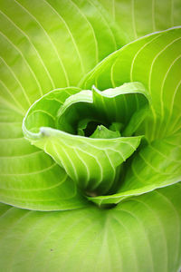The center leaves in a green hosta plant.