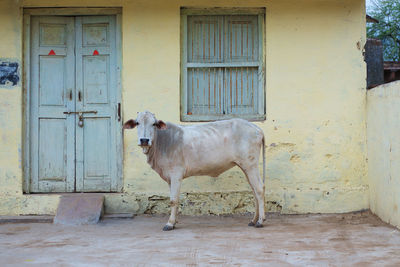 Cow standing in front of door of building