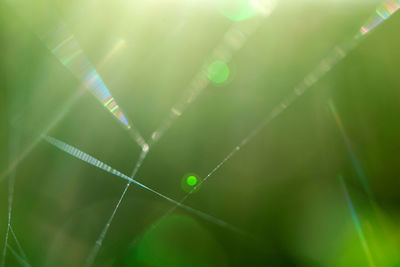 Close-up of fresh green plant