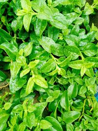 Full frame shot of green leaves