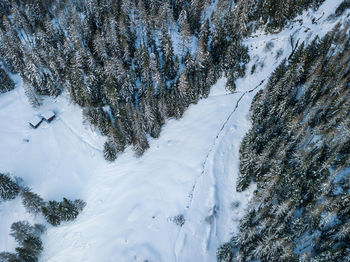 Snow covered pine trees