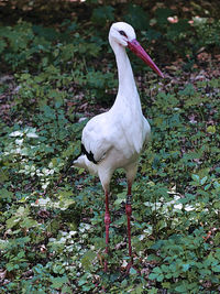 White duck on field