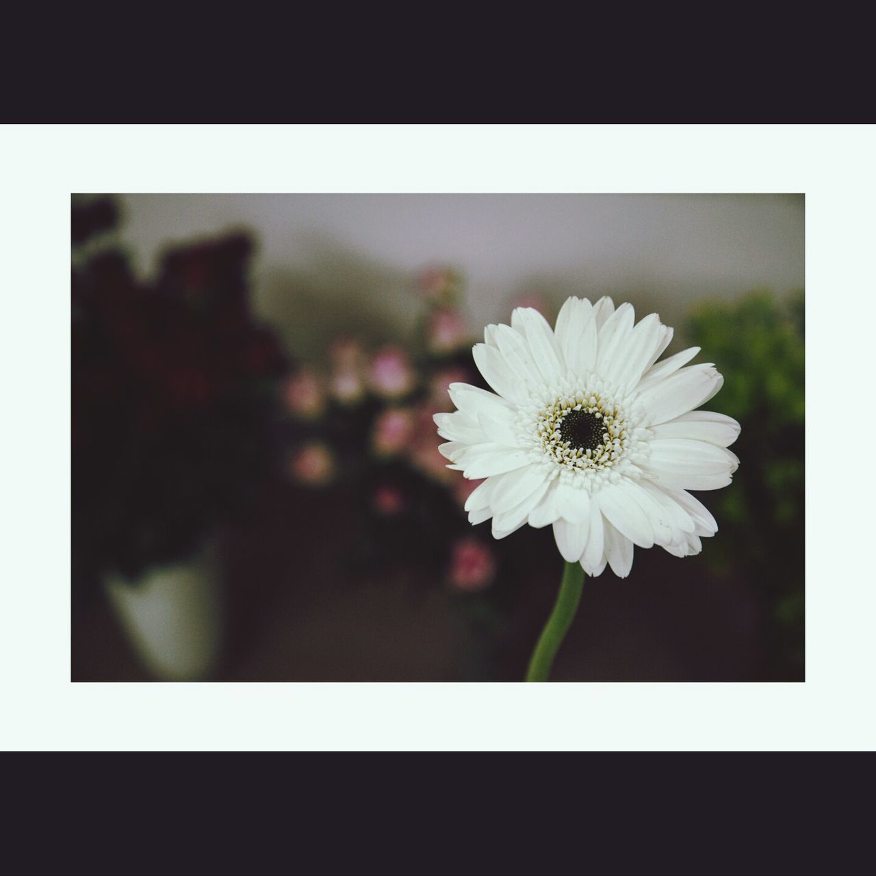 flower, transfer print, flower head, petal, fragility, auto post production filter, freshness, beauty in nature, close-up, pollen, indoors, blooming, focus on foreground, growth, nature, single flower, white color, daisy, plant, in bloom