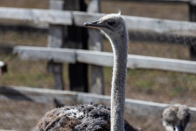 Each ostrich's visage is a study in unique character, with large, soulful eyes that seem to reflect.