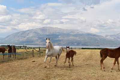 Horses on a field